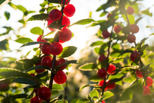 Close-up Of Cherries Growing On Plants At Farm