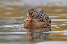 Close-up Of Mallard Duck (Anas Platyrhynchos) Swimming In Lake