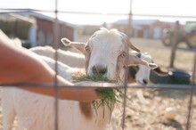 Cropped Hand Of Boy Feeding Grass To Kid Goat Through Fence At Farm