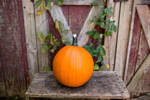 Close-up Of Pumpkin On Table Against Wooden Fence At Yard