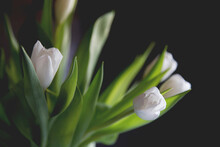 Close-up Of White Tulips Blooming Against Gray Background