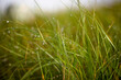 © Cavan Images - Close-up of wet grass on field