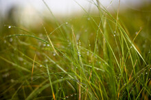 Close-up Of Wet Grass On Field