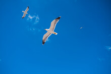Low Angle View Of Birds Flying Against Blue Sky