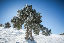 Tree Growing On Snow Covered Field Against Clear Blue Sky