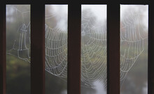 Close-up Of Wet Spider Web By Wooden Railing