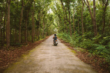 Rear View Of Man Riding Motor Scooter On Road Amidst Trees At Forest
