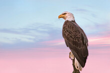 Close-up Of Bald Eagle Perching On Branch Against Dramatic Sky