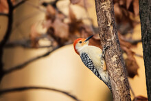 Close-up Of Red-bellied Woodpecker Pecking On Branch