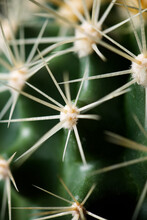 Full Frame Shot Of Cactus