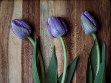 High Angle View Of Wet Purple Tulips On Wooden Table