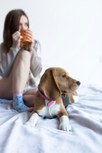 Woman Having Drink While Sitting With Beagle On Bed At Home