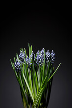 Close-up Of Hyacinths Plant Against Black Wall