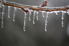 Close-up Of Icicles On Twig