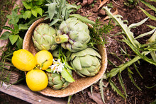 High Angle View Of Artichokes With Lemons In Wicker Basket On Field At Farm