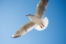Low Angle View Of Seagull Flying Against Clear Sky During Sunny Day
