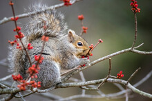 Side view of squirrel eating flower buds on branch