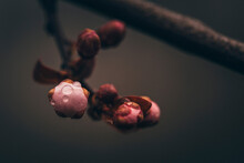 Close-up Of Wet Buds Growing On Twig