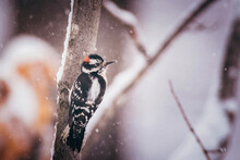 Close-up Of Woodpecker Perching On Branch During Snowfall