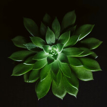 Overhead View Of Succulent Plant Over Black Background