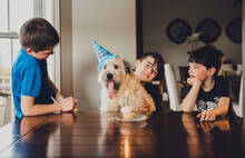 Brothers Celebrating Dog's Birthday At Home