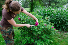 Side View Of Woman Cutting Pink Rose From Plant At Farm