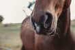 © Cavan Images - Close-up of horse's snout at farm