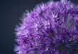 © Cavan Images - Close-up of purple flowers growing against colored background