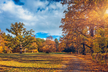 autumn scene, fall, red and yellow trees and leaves in sun light. beautiful autumn landscape with ye