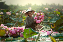 Smiling Female Farmer Wearing Asian Style Conical Hat Collecting Lotus Water Lilies From Pond In Boat