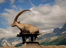Side View Of Ibex Sitting On Chimney Against Mountains And Cloudy Sky