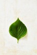 © Cavan Images - Overhead view of perilla leaf on white table