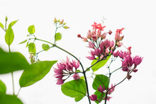 Close-up Of Bougainvillea Blooming On Plant Stems Against White Background