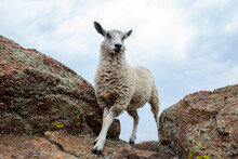 Low Angle View Of Sheep Standing On Rock Against Cloudy Sky