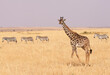 © Cavan Images - Side view of giraffe and zebras walking on field against sky during sunny day