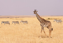 Side View Of Giraffe And Zebras Walking On Field Against Sky During Sunny Day