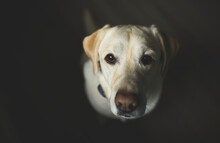 Overhead Portrait Of Labrador Retriever Sitting At Home