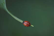 Macro Shot Of Ladybug On Leaf