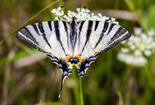 Overhead View Of Butterfly Pollinating On White Flowers