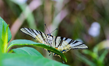 Close-up Of Butterfly On Leaf