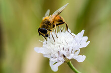 Close-up Of Honey Bee Pollinating On White Flower