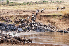 Wildebeests Walking In Lake Towards Hill