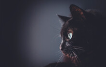 Close-up Of Black Cat Looking Away Against Gray Background