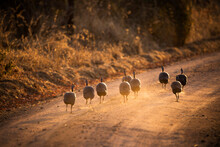Rear View Of Birds Walking On Dirt Road At Ruaha National Park During Sunset