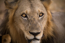 Close-up Portrait Of Lion At Selous Game Reserve