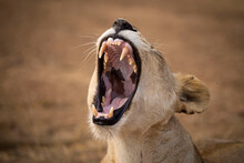 Close-up of lioness roaring at Selous Game Reserve