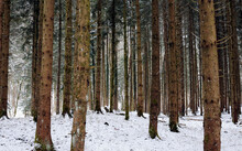 Trees On Snow Covered Field In Forest During Winter