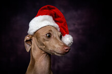 Close-up Of Italian Greyhound Wearing Santa Hat Against Wall