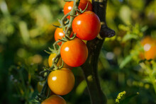 Close-up Of Tomatoes Growing On Plant In Farm