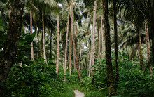 Scenic View Of Palm Trees And Plants Growing In Forest